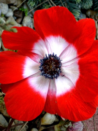 Anemone 16th March (Anemone de Caen)