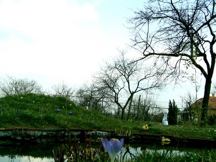 Wildlife pond