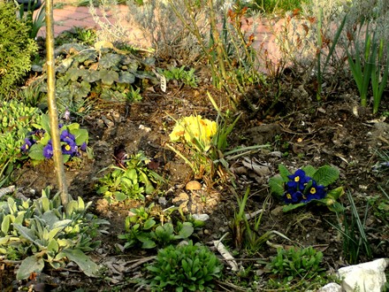 Spring flowers 16th March 2008.in back garden