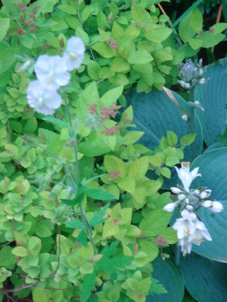 Geranium phaeum 'Album' grown through spirea & hosta - June 2007 (Geranium phaeum)