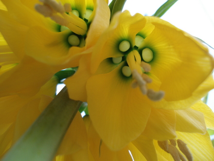 Imperial Fritilaria