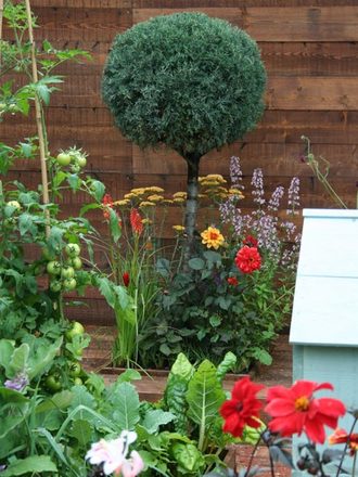 RHS Hampton Court 07 Topiary towards back