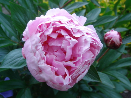 Peony about to bloom - June 2007 (Peony)