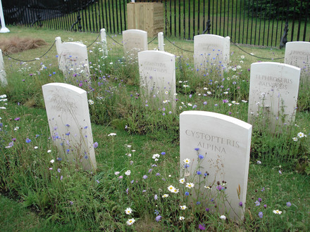 NOT A REAL CEMETERY The Fallen at Hampton Court 07 