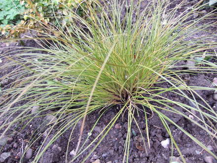 Carex testacea (Carex testacea)