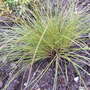 Carex testacea