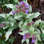 Pulmonaria 'Argentea' (Pulmonaria)