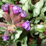 Pulmonaria 'Argentea' (Pulmonaria)