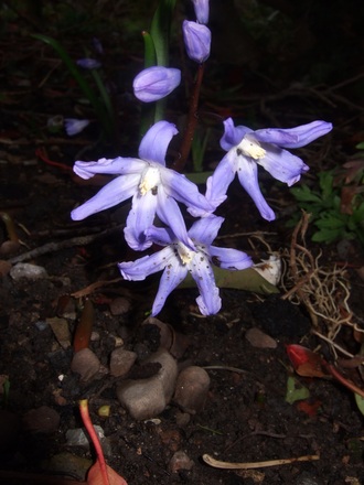 Chionodoxa (Chionodoxa luciliae (Glory of the snow))
