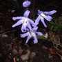 Chionodoxa luciliae (Glory of the snow)