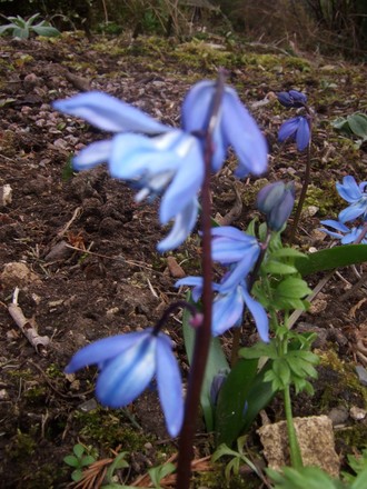 Scilla sibirica (Scilla sibirica)