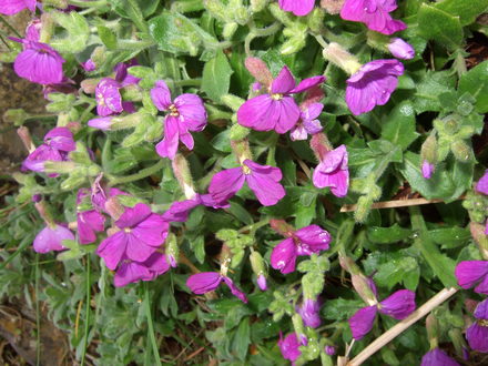 Aubrieta (Aubrieta)
