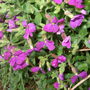 Aubrieta