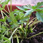 Italian Parsley
