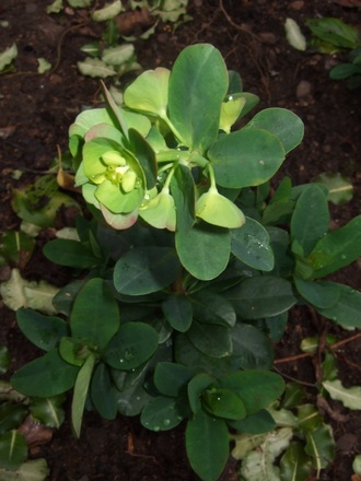 Euphorbia amygdaloides var.robbiae (Euphorbia amygdaloides (Wood spurge))