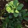 Euphorbia_robbiae