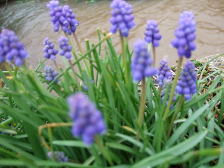 Muscari (Muscari armeniacum (Grape hyacinth))