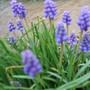 Muscari_2