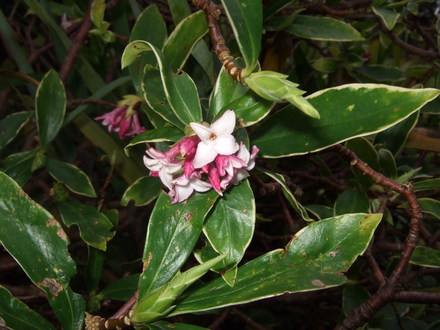 Daphne odora 'Aureomarginata' (Daphne odora)