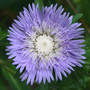Stokes Aster "Bluestones" (Stokesia laevis (Stokes' aster) "Bluestones")