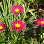 Painted_daisy_hot_pink_5-22-07_good_sm