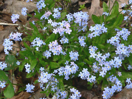 Forget-me-Not (Myosotis palustris)