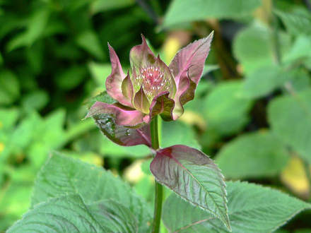 Beautiful Even Before it Blooms (Monarda fistulosa (Beebalm))