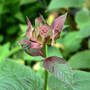 Bee_balm_red_bud_6-24-07_sm