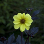 Favourtie_Dahlia.jpg (Dahlia)