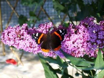 Butterfly on the Buddleia