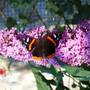Butterfly on the Buddleia