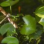 Garden_pics_039