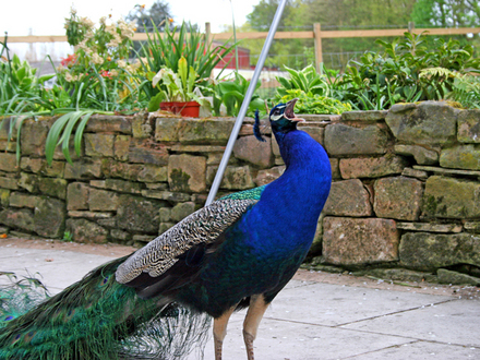 peacock