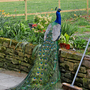 Peacock3