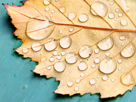 YellowLeaf