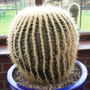 Echinocactus grusonii (Golden barrel cactus)