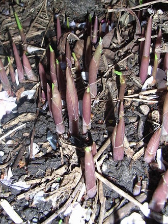Convallaria_majalis_shoots_-_1.jpg (Convallaria majalis)