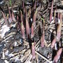 Convallaria majalis
