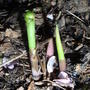 Convallaria majalis