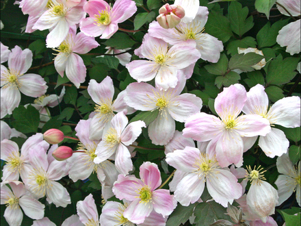 Clematis (Montana Alba) (Clematis (Montana Alba))