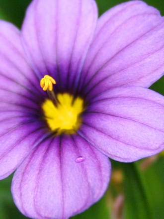A garden flower photo