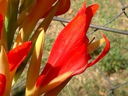 Canna summer 2007 (Canna indica (Indian shot plant))