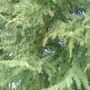 Uknown_tree