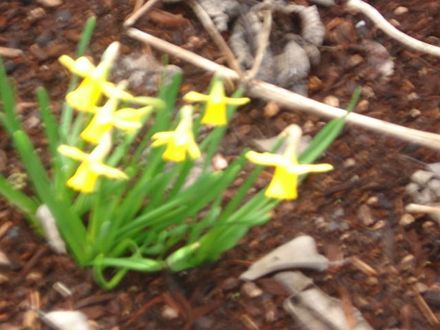  DAFFODILLS