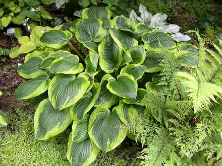 Hosta Abiqua Moonbeam on June 15 (Hosta Abiqua Moonbeam)