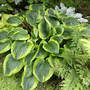 Hosta Abiqua Moonbeam