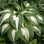 Hosta Night Before Christmas (Hosta Night Before Christmas)