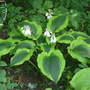Hosta Satisfaction