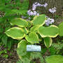 April_snow_5-08-06_med