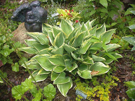Hosta Angel Feathers, Memorial Garden (Hosta Angel Feathers)